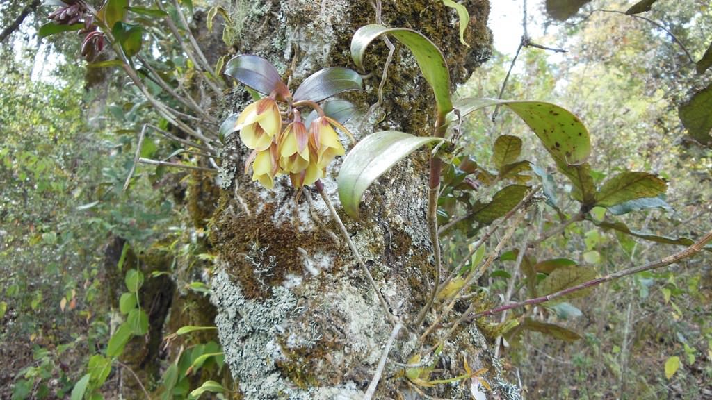 Epidendrum eximium